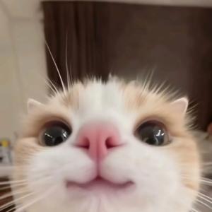 KOT